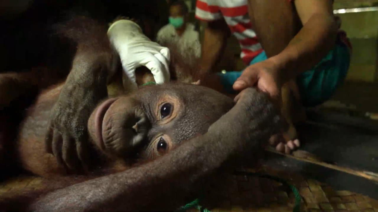 Junger Orang-Utan aus Gefangenschaft befreit Mit Schlinge um den Hals festgebunden