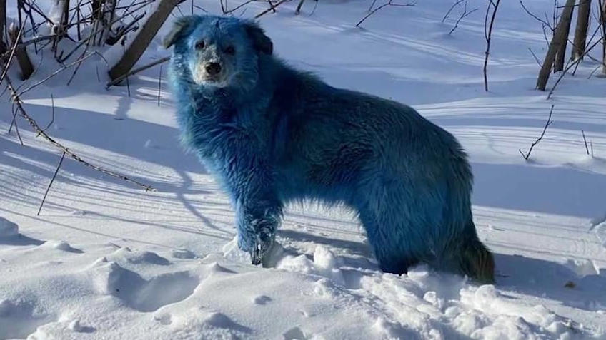 Warum sind diese Hunde blau? Rätselhaftes Rudel in Russland gesichtet