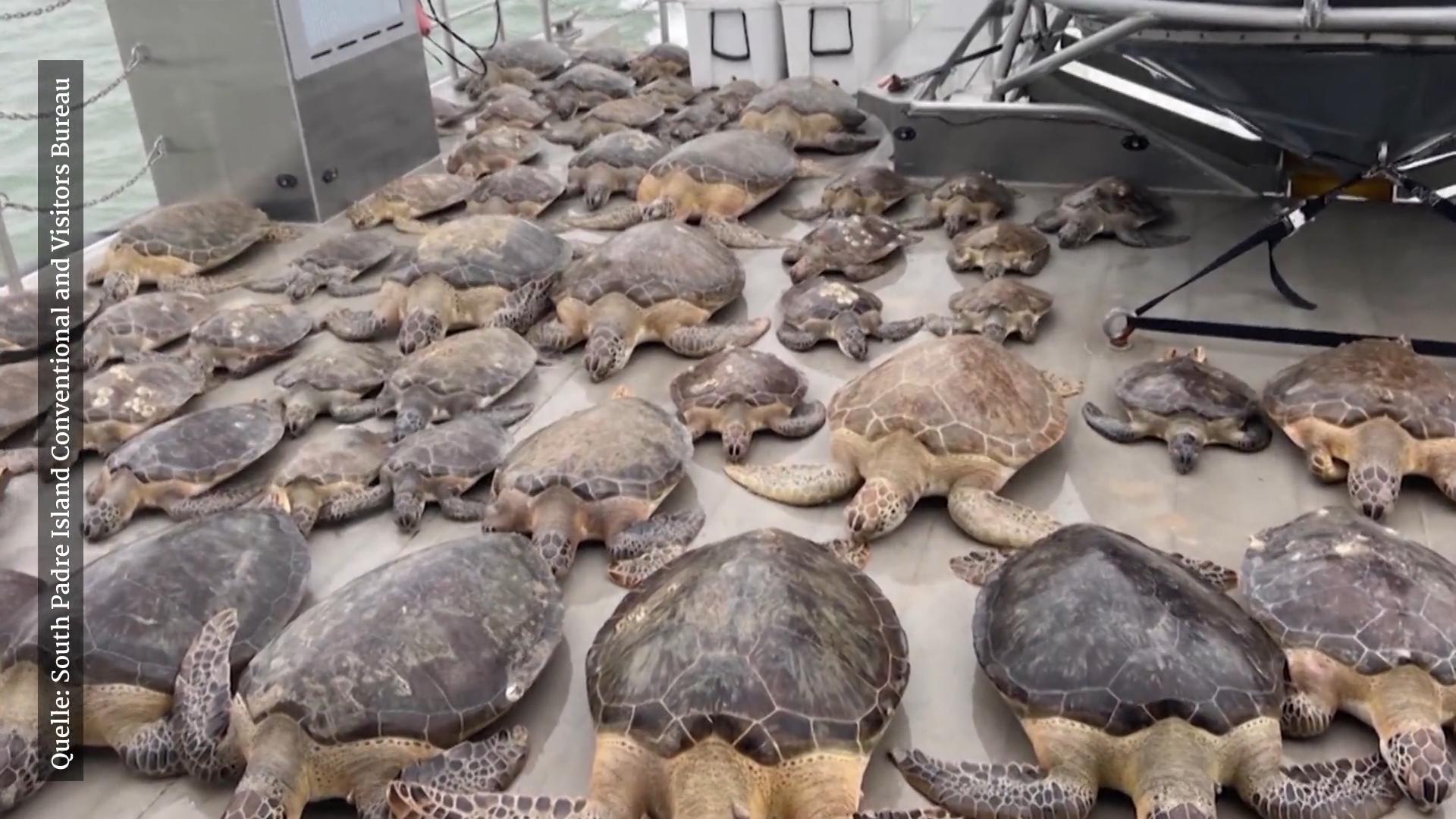 Helfer retten Tausende Meereschildkröten vor dem Erfrieren Wegen Eiseskälte in Texas