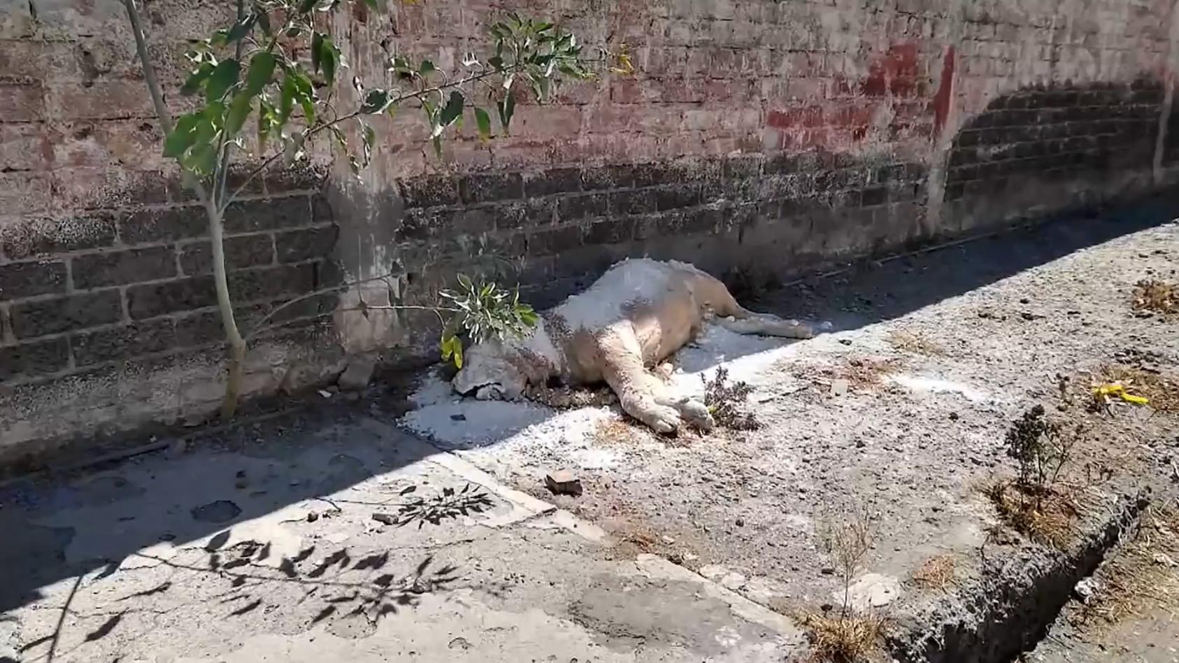Toter Löwe in den Straßen gefunden Mexiko-Stadt