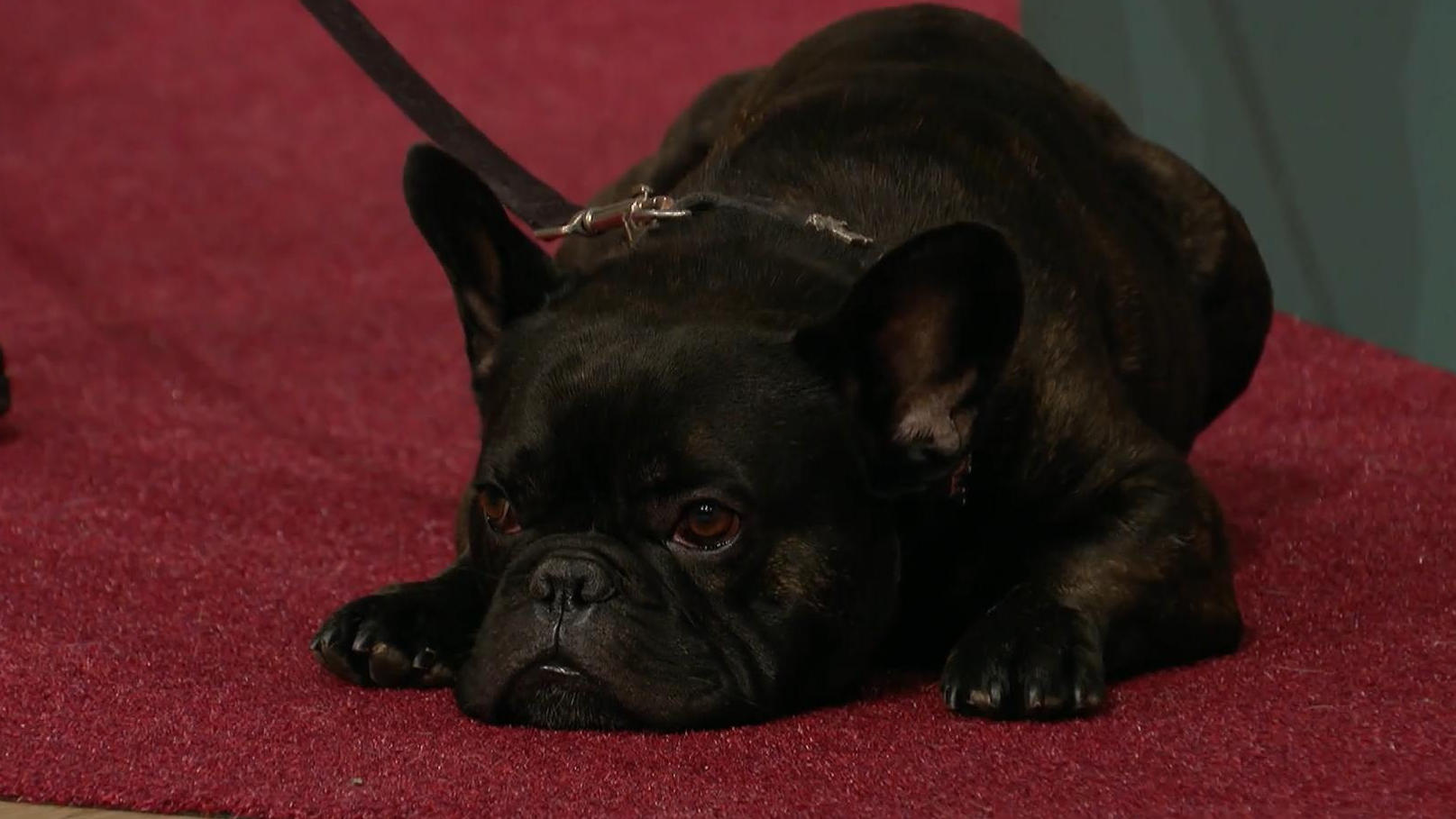 Bulldogge Bruno hat ein Mobbing-Problem - Experte hilft "Wir lieben Tiere - die Haustiershow"