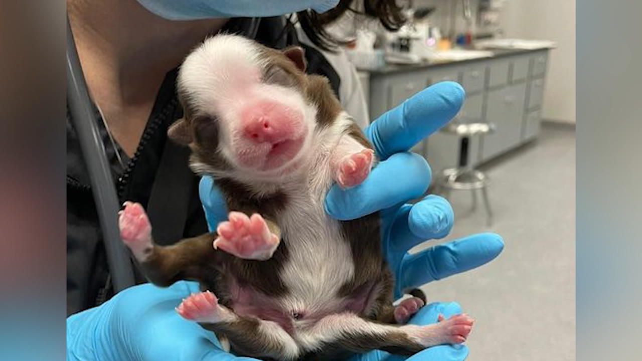 Hund mit 6 Beinen geboren Dem Kleinen geht's gut!