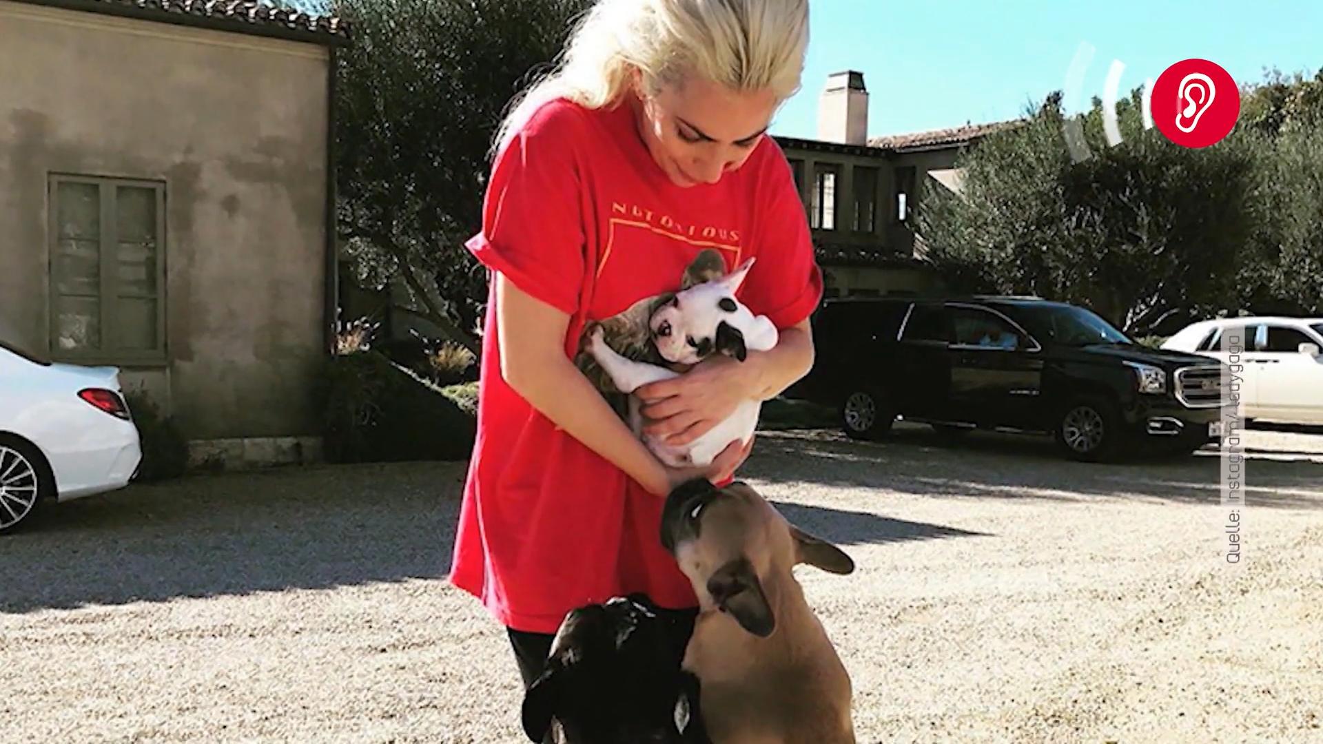 Lady Gaga: So bekam sie ihre  entführten Hunde zurück Lady Gaga wollte sogar Lösegeld zahlen