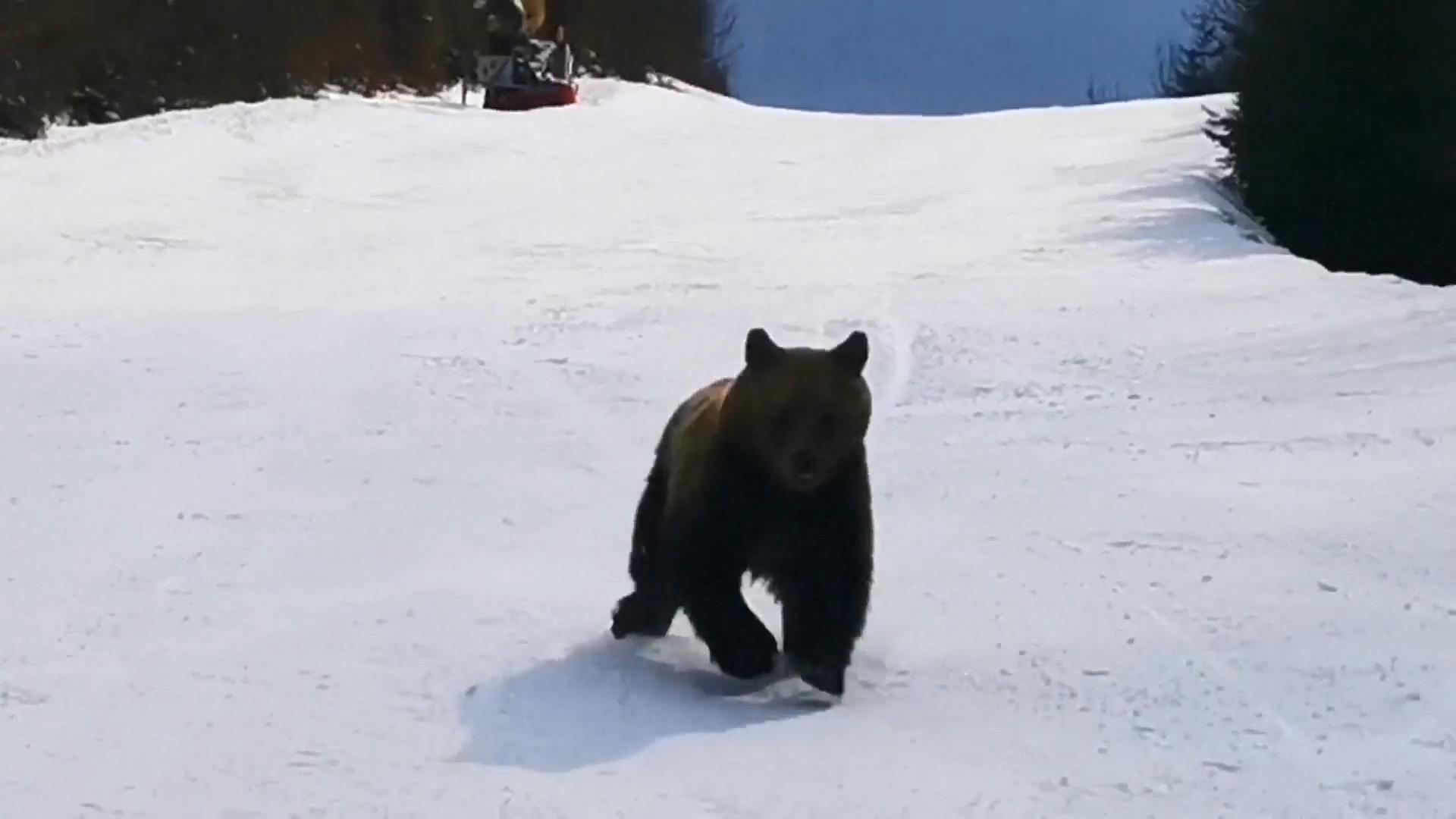 Bärenangriff auf Skipiste Das zweite Mal dieses Jahr