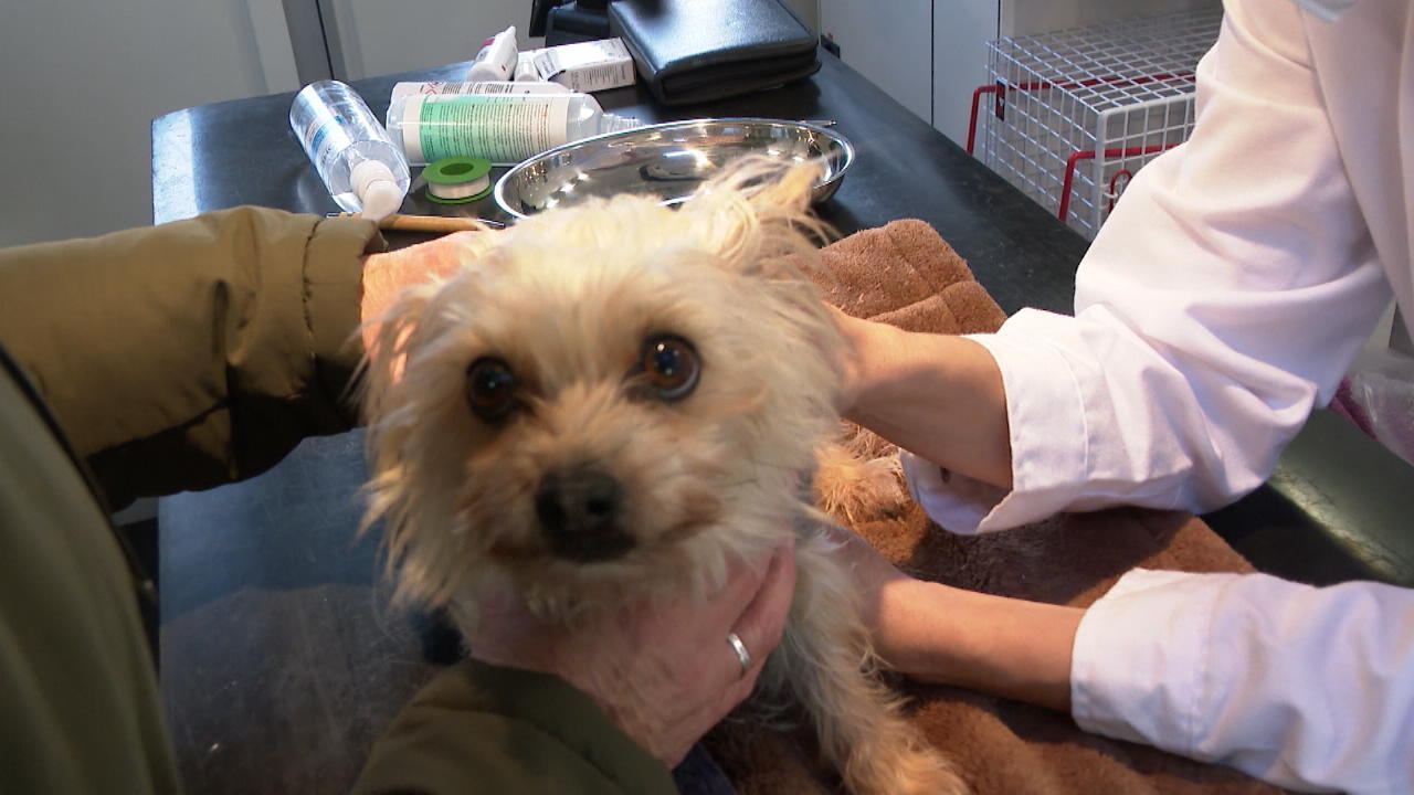 Hilfe für bedürftige Senioren mit Haustier Mobiler Tierarzt