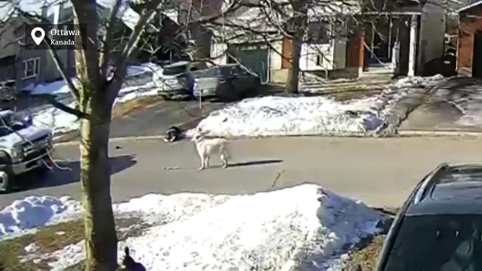 Diese Mischlingshündin hat ihr Frauchen gerettet Hund hält Auto an, um Hilfe zu holen