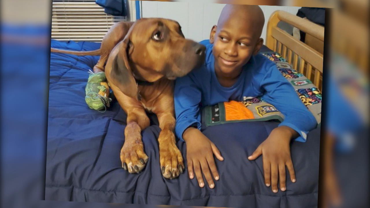 Diensthund Dexter bringt Jungem das Laufen bei Weil ihm ein Bein amputiert wurde