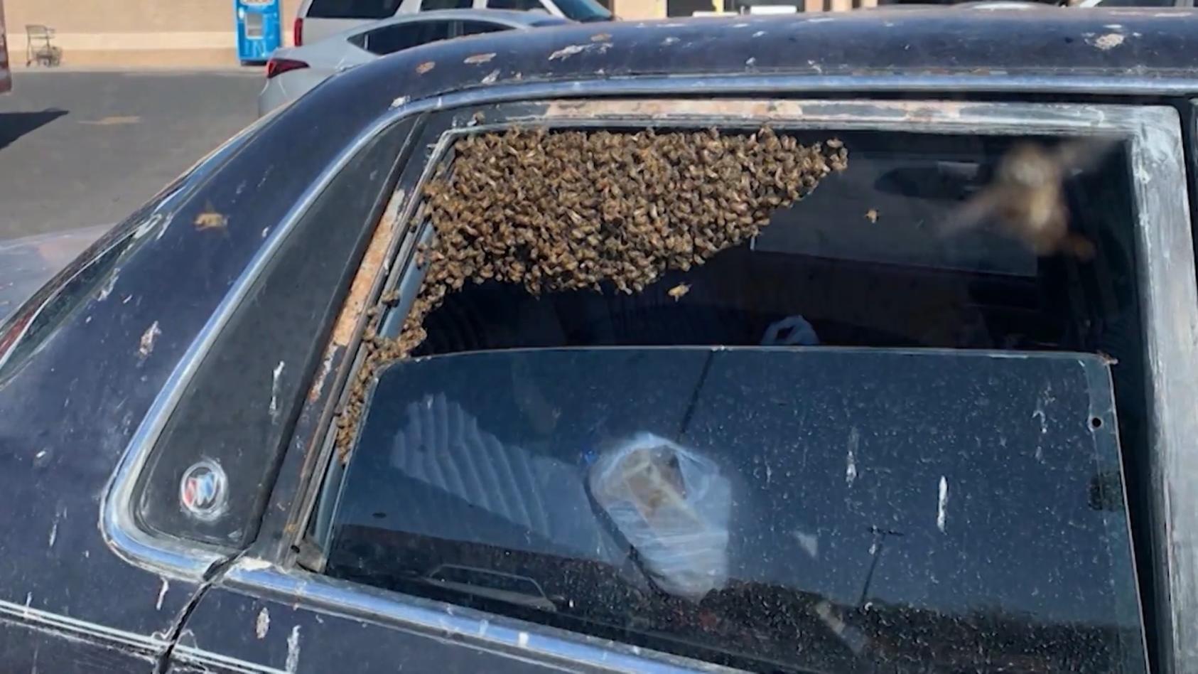 Nach dem Einkauf nisten 15.000 Bienen in seinem Wagen Böse Überraschung für Autobesitzer