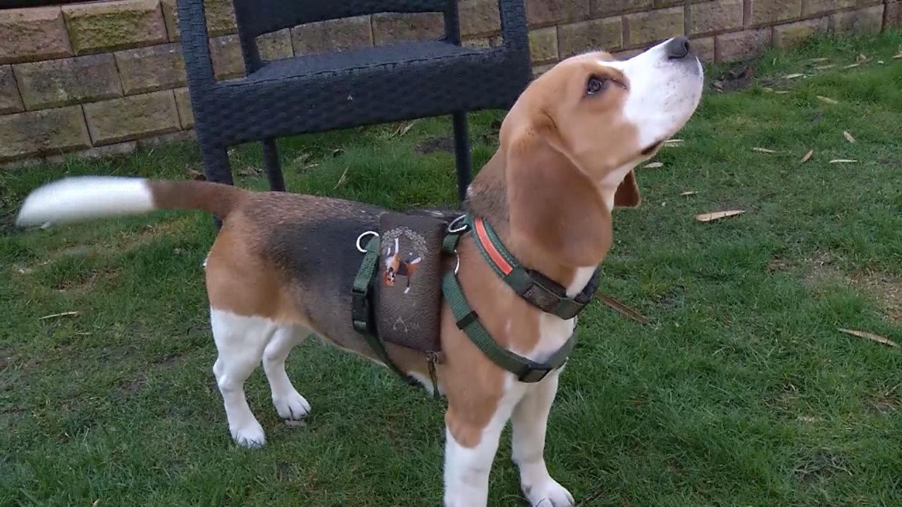 Beagle-Hündin bei Jagdprüfung entführt GPS-Tracker überführt Kidnapperinnen