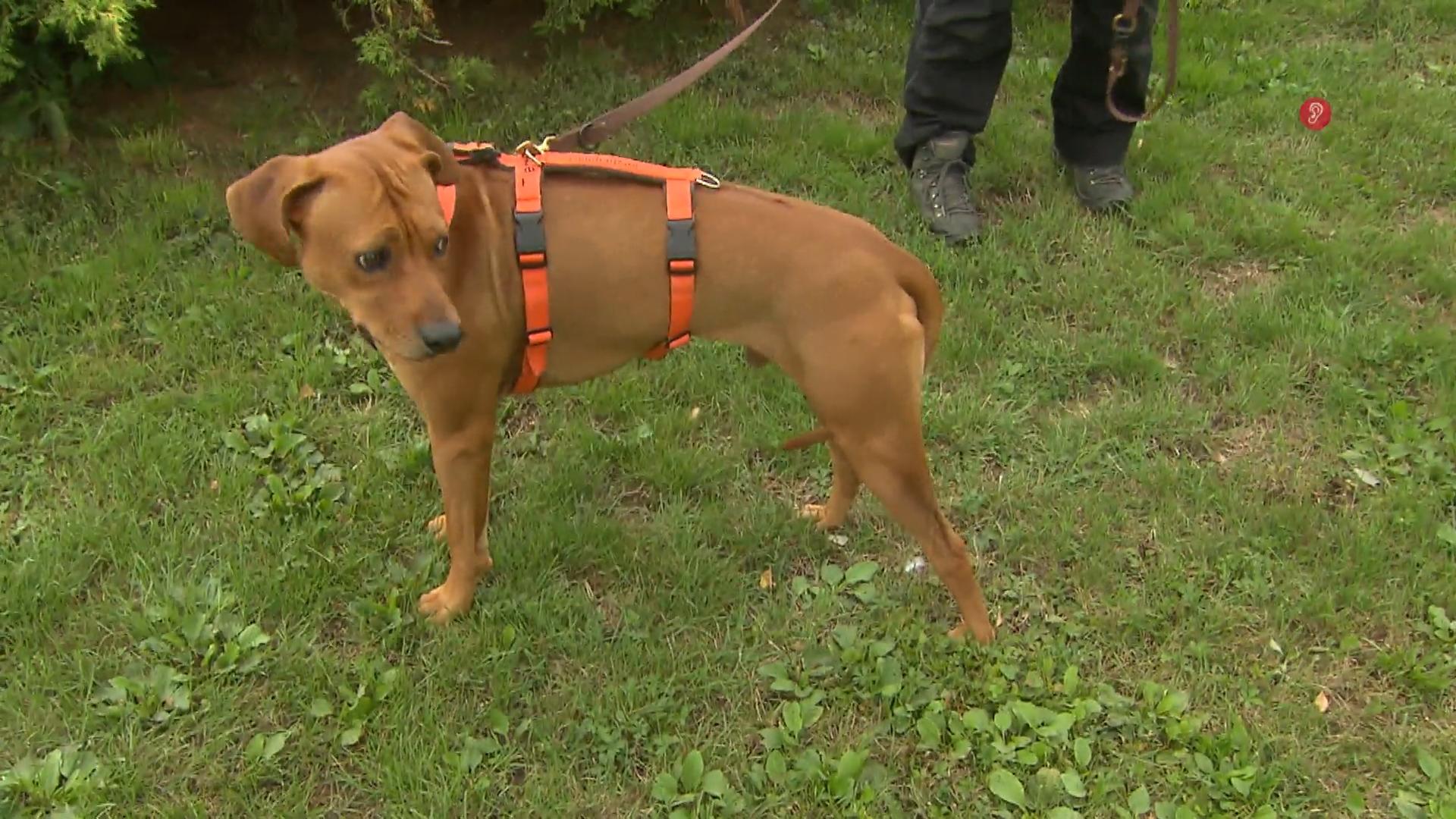 Hundehalter aufgepasst! Auwaldzecke breitet sich weiter aus Zeckenart überträgt Hundemalaria