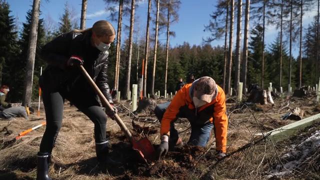 Hier gibt es 10.000 neue Bäume für den Taunus! Startup mit großer Klimaschutz-Mission