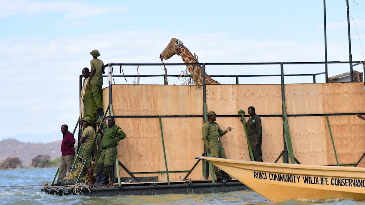 Tierschützer retten Giraffen von sinkender Insel Monatelange Rettungsaktion