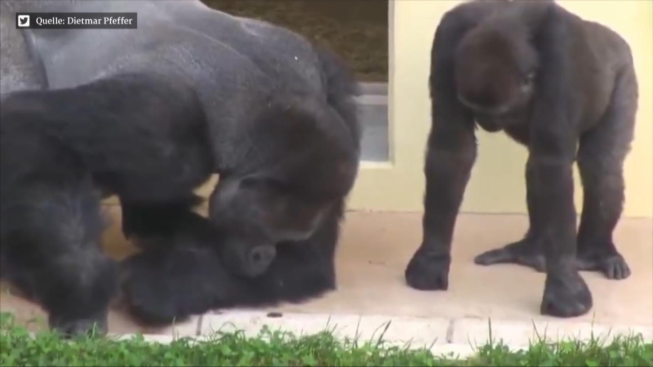 Gorillas total konzentriert Was machen die denn da?