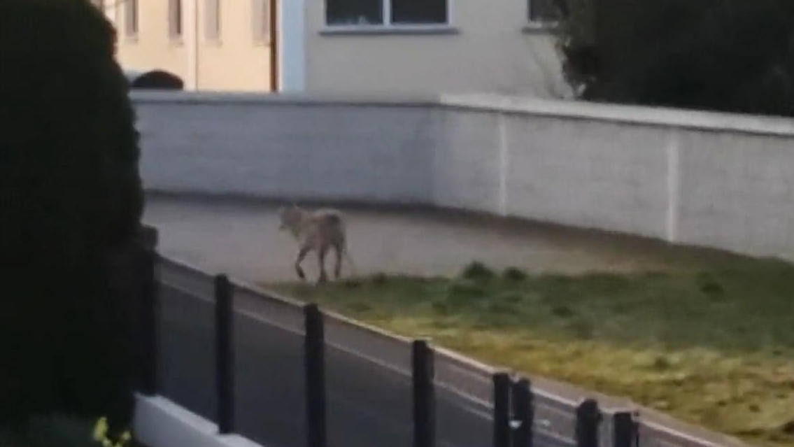 Und plötzlich läuft ein Wolf auf die Schule zu Wolf-Alarm in Elster (Sachsen-Anhalt)