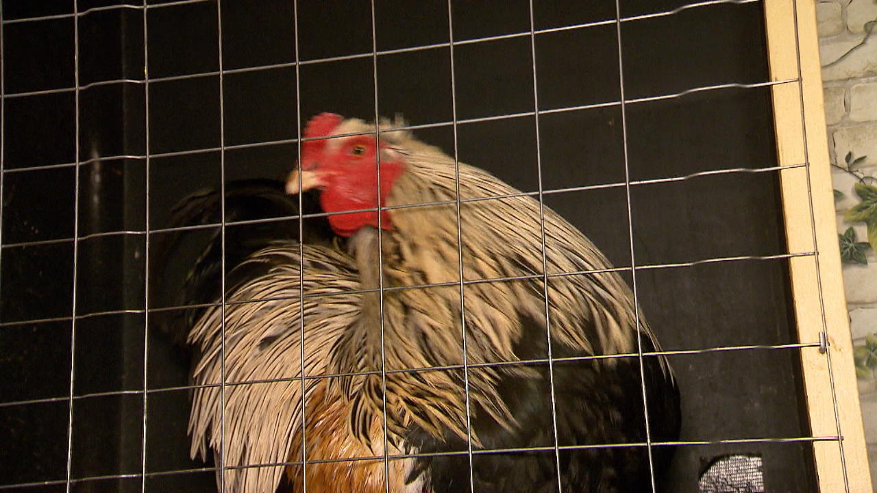 In Bochum kräht ein Hahn im Schlafzimmer Tierischer Wecker