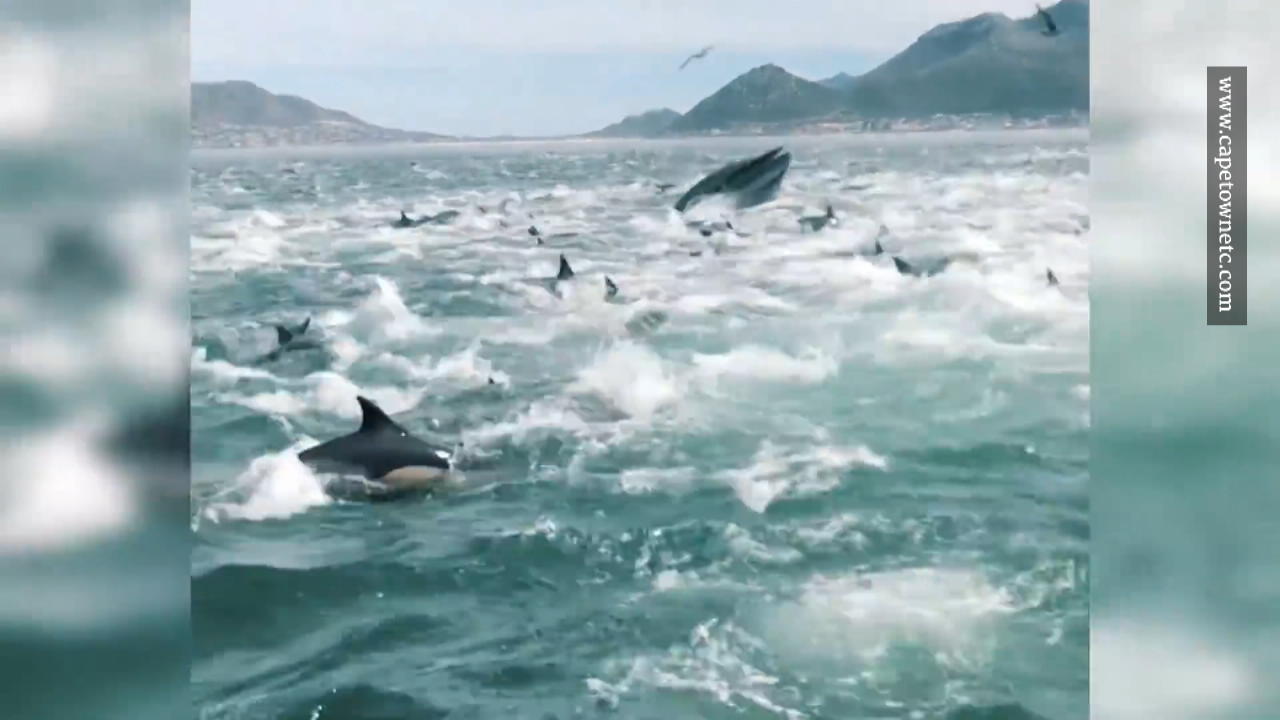 Hunderte Delfine auf der Jagd Atemberaubendes Naturschauspiel