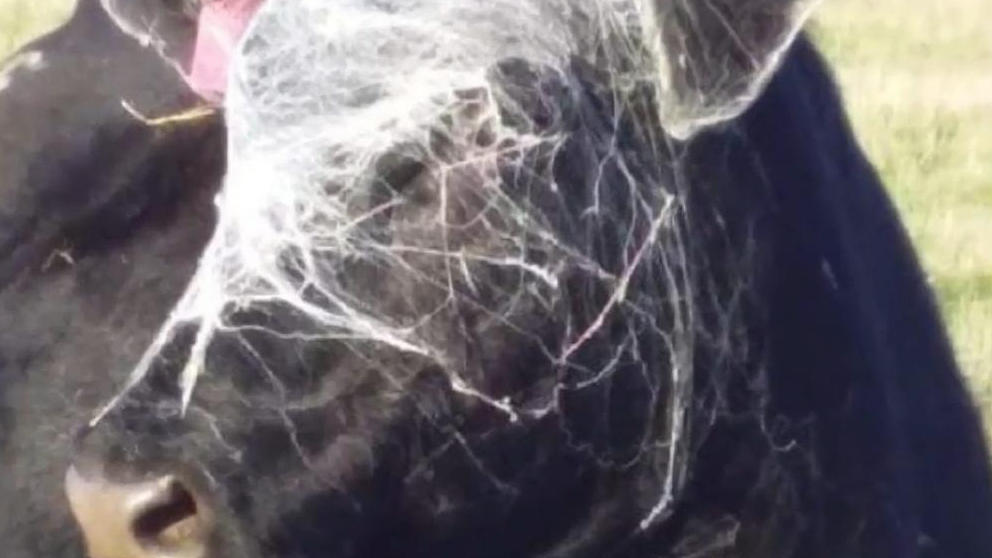 Gigantische Spinnennetzplage in Australien Spinnen die?