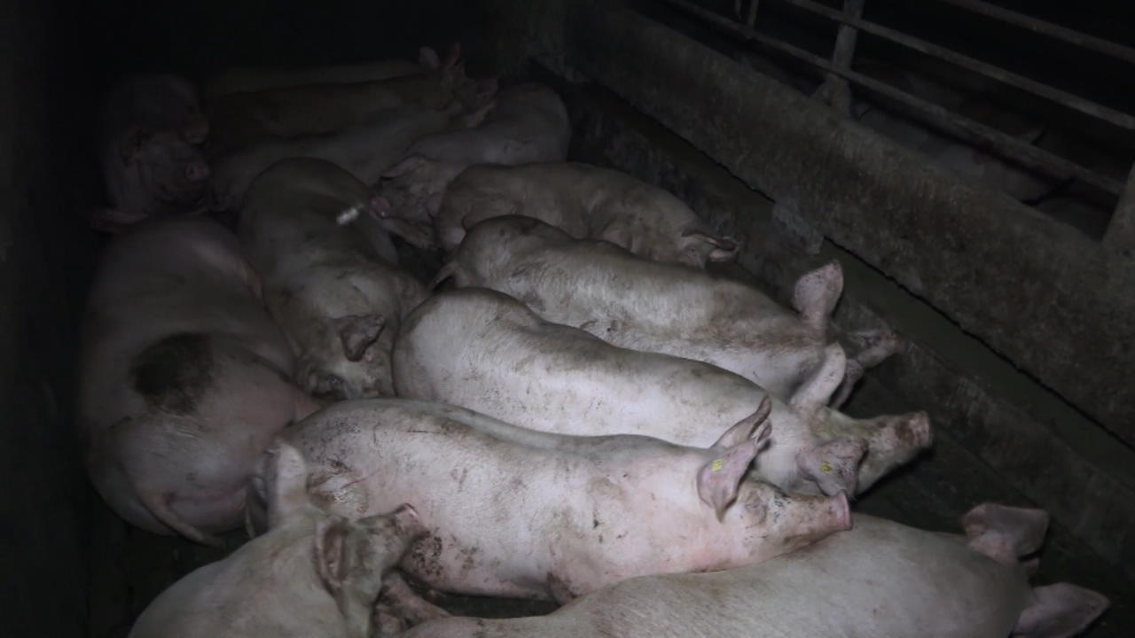 Tierquälerei in Schweinemastanlage Katastrophale Zustände
