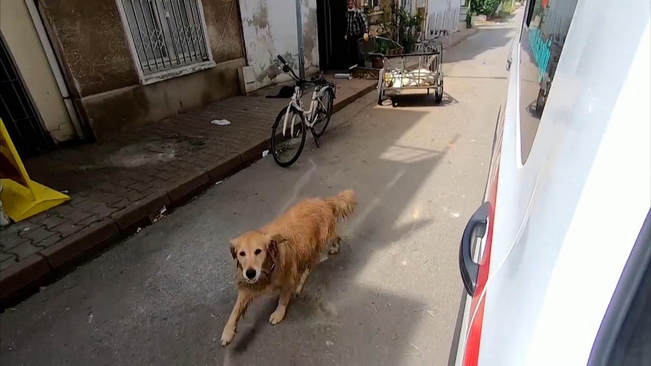 Golden Retriever verfolgt Krankenwagen mit Frauchen Treue Hundeseele