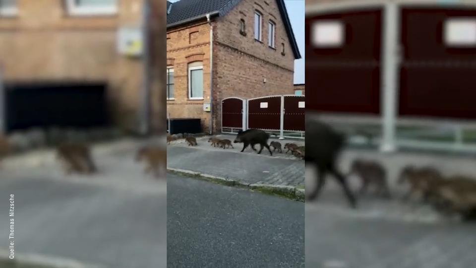 Anwohner rüsten mit Zäunen auf Wildschweine verbreiten Schrecken in Hörlitz
