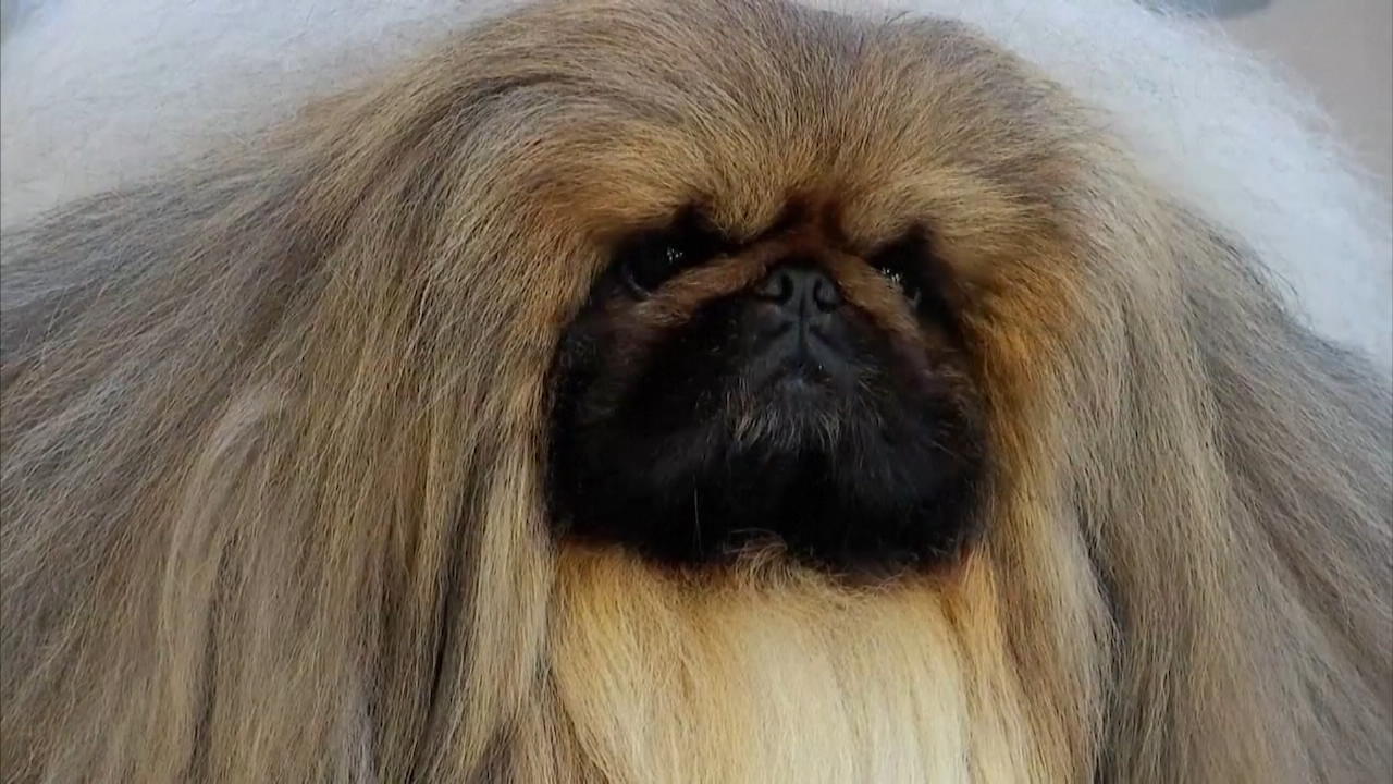 DAS ist der schönste Hund der Welt!