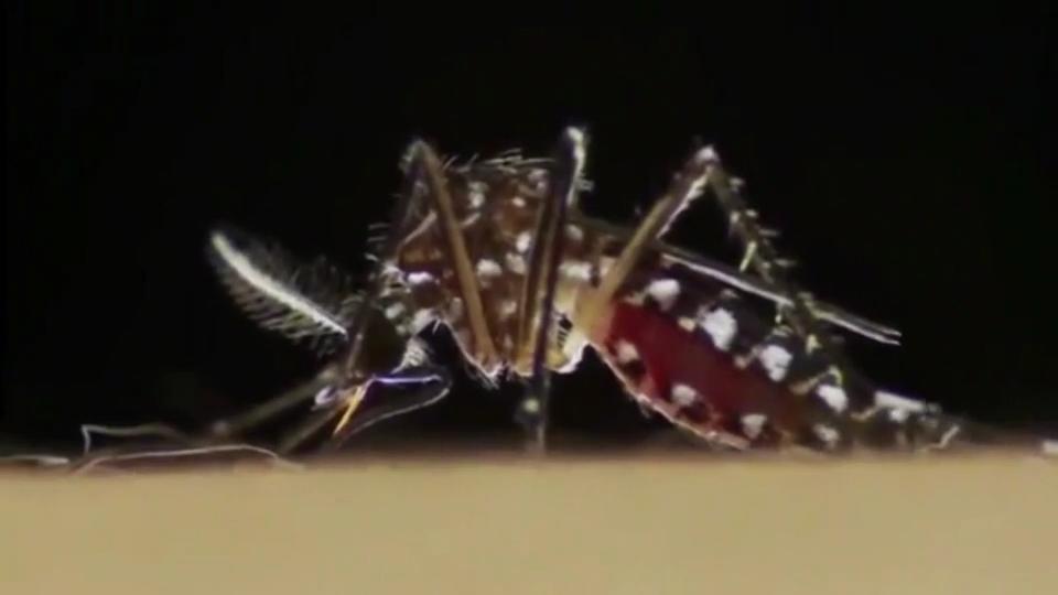 Wir räumen auf mit Mücken-Mythen Pünktlich zum Sommer