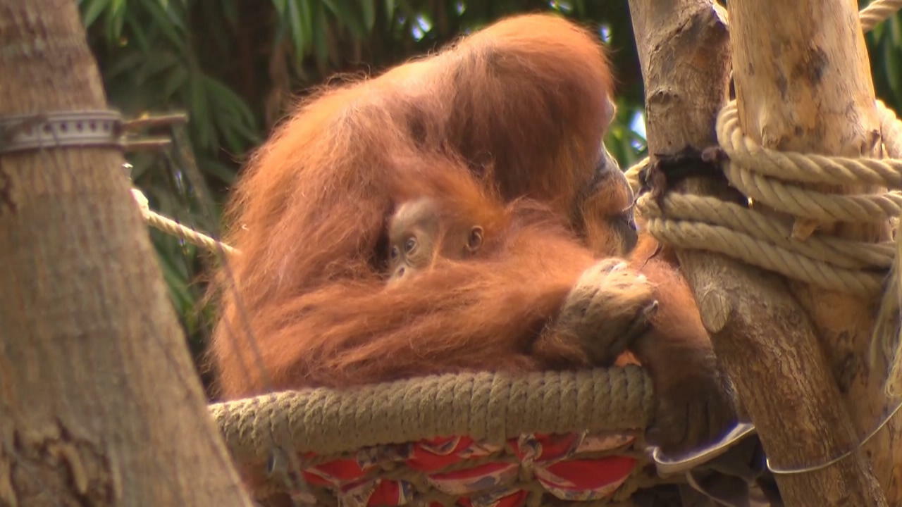 Bella ist mit 60 Jahren im Mutterglück Sie gilt als der älteste Sumatra-Orang-Utan