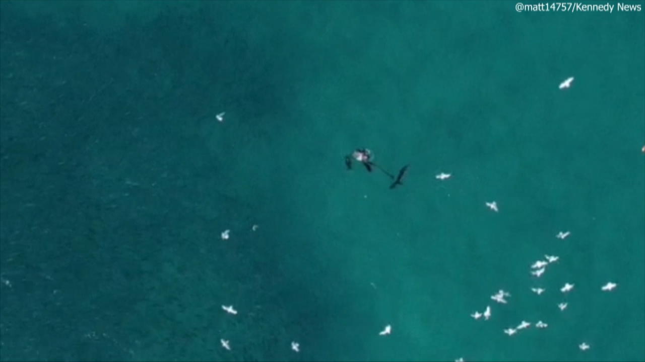 Hai attackiert Taucher Drohnenaufnahmen zeigen die Szenerie