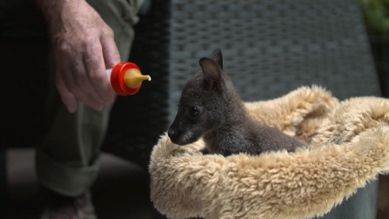 Baby-Känguru Julchen wächst im "Autositz-Beutel" auf Tierpark-Chef als Ersatzpapa