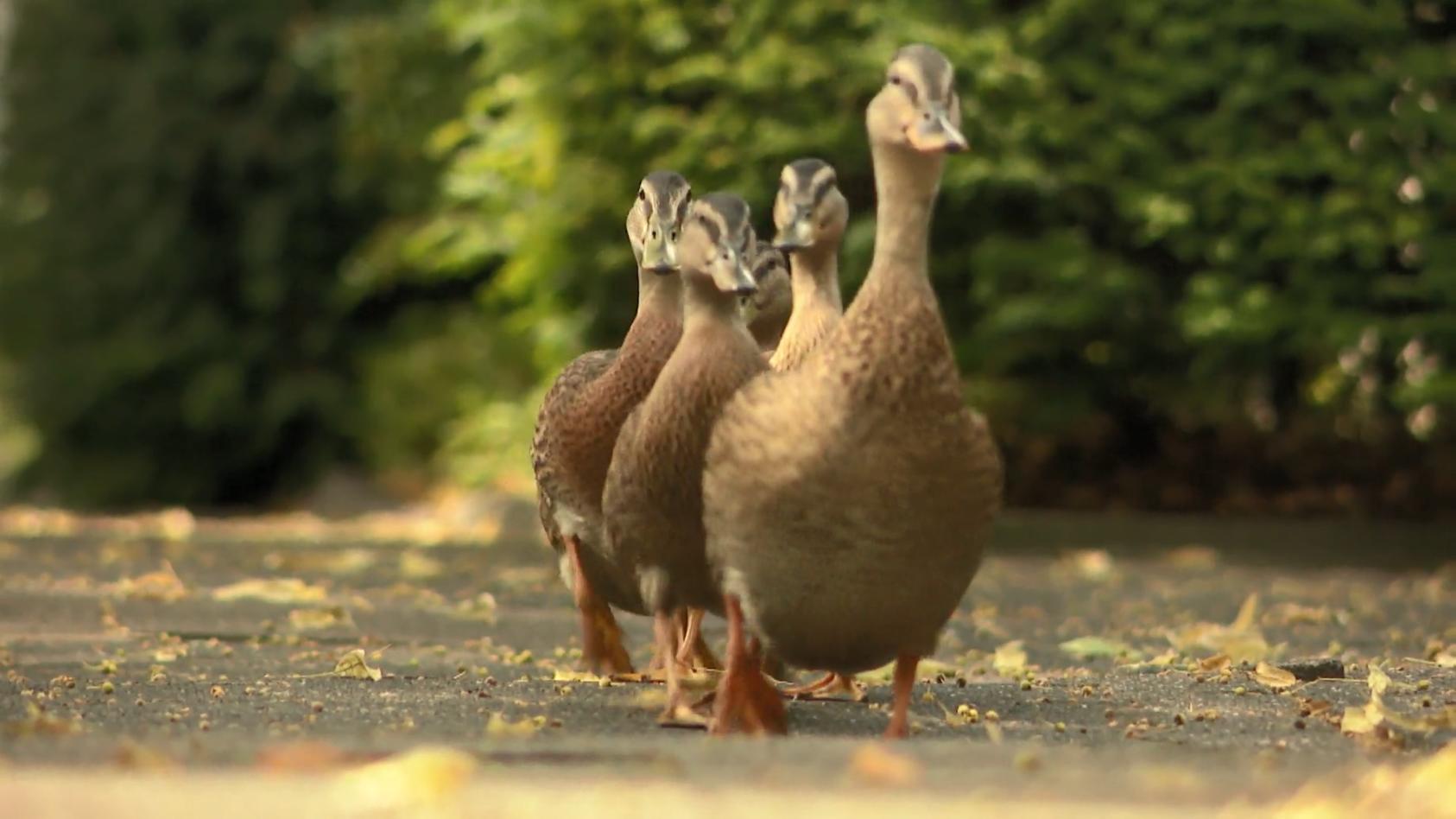 Entenfamilie wandert täglich in einen Park Achtung, Enten!