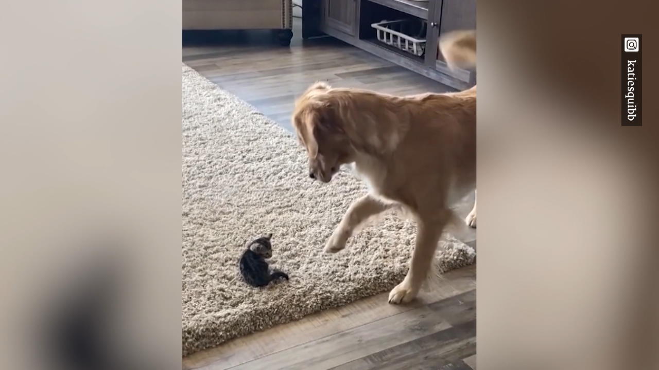 Familienhund trifft Katzenbaby Das wächst eine tierische Freundschaft