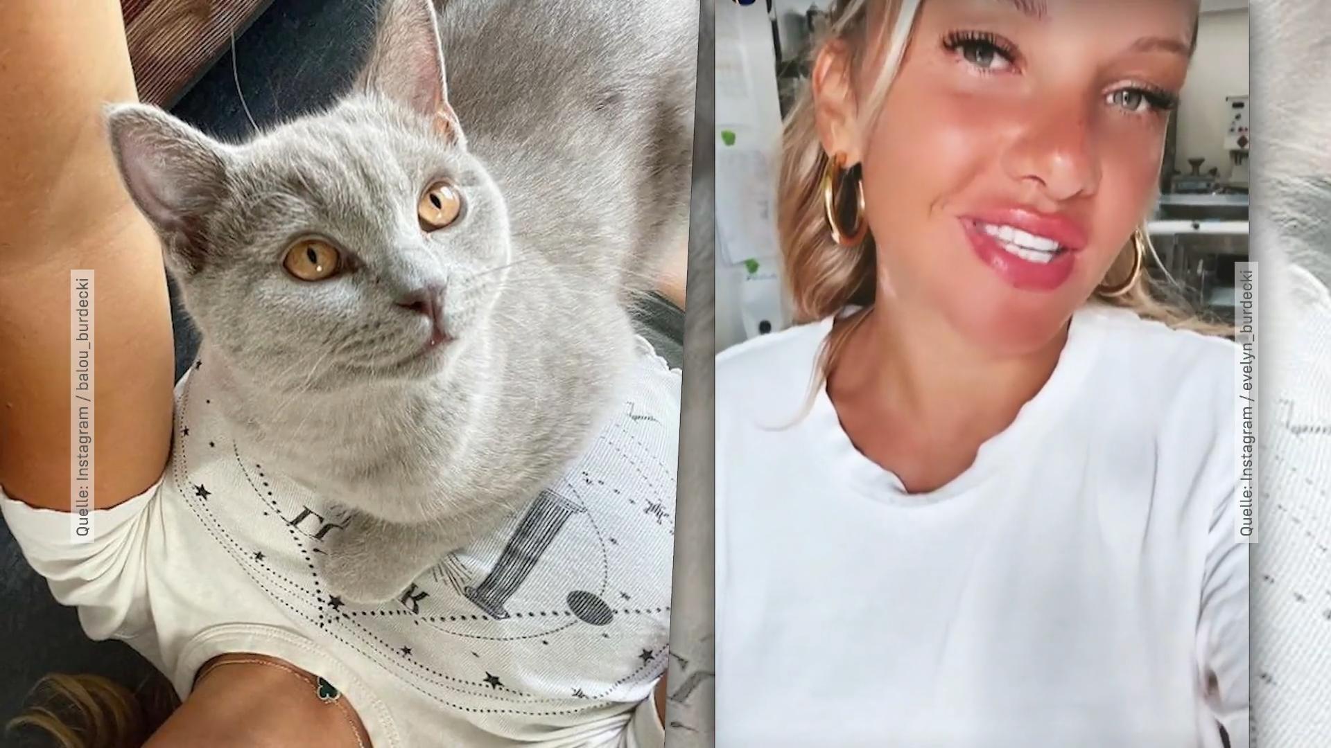 Evelyn Burdeckis Kater Balou wird zum Petfluencer Haustier-Fanpage
