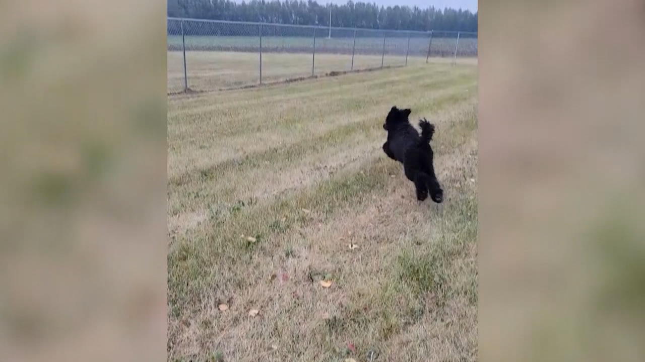 Anjing itu berlari langsung ke pagar, dia hanya memiliki mata untuk bola