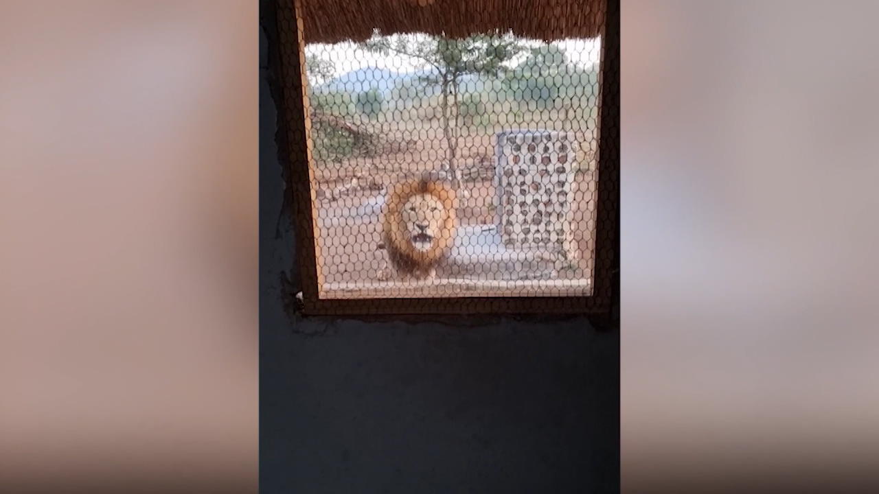 Seekor singa mengaum melalui jendela dapur