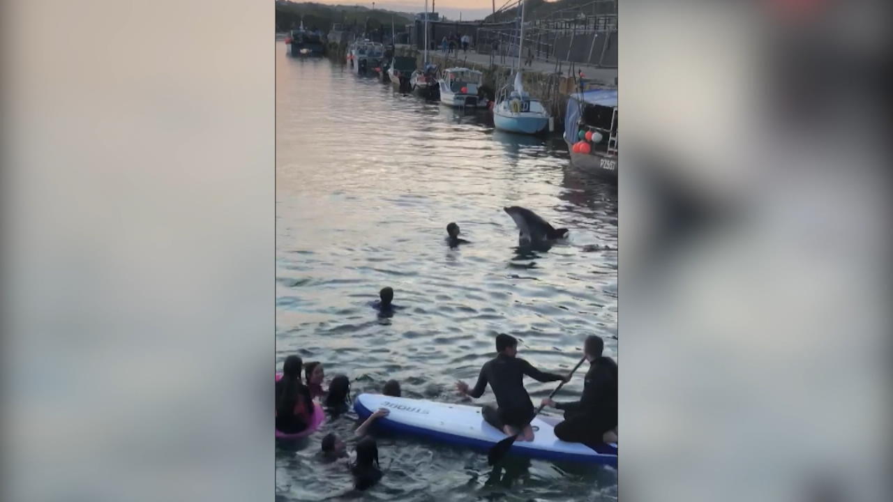 Delfin überrascht Schwimmer In englischem Hafen