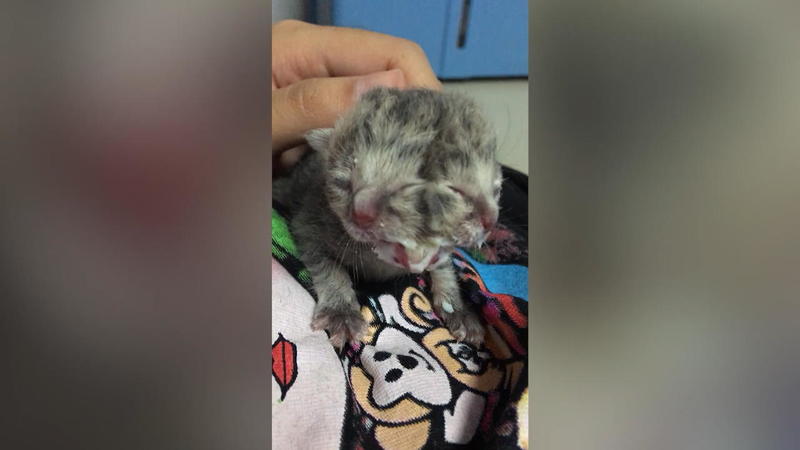 thailand katzenbaby mit zwei gesichtern katzchen mit seltener mutation geboren