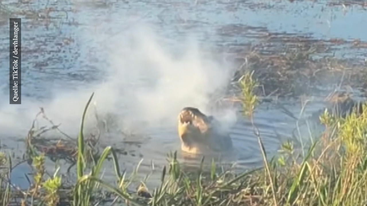 Drohne geht in Alligator-Maul in Rauch auf Er schnappt nach einer Touri-Drohne