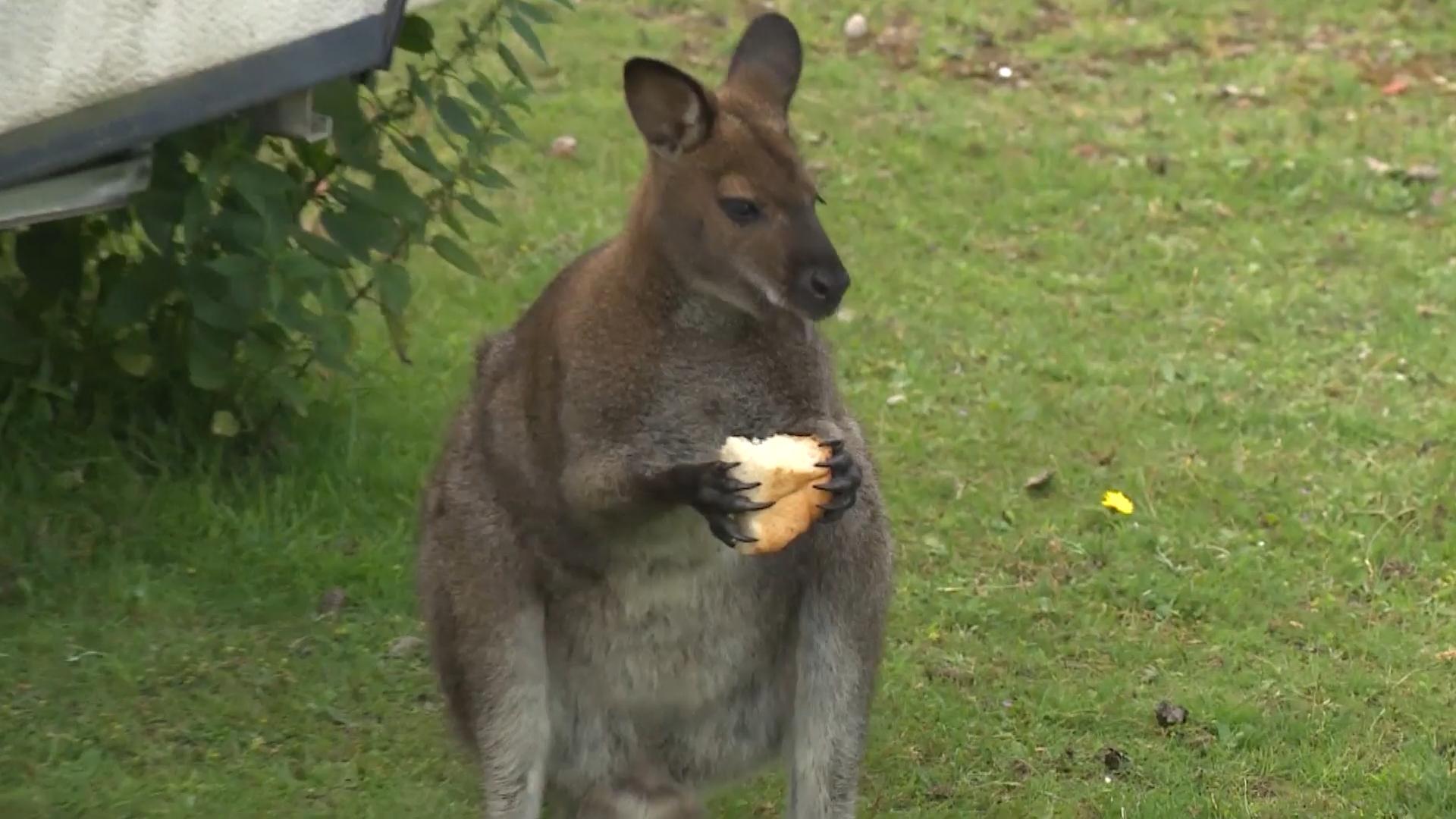 Känguru "Scuff" geht auf Entdeckungsreise Nächtlicher Spaziergang