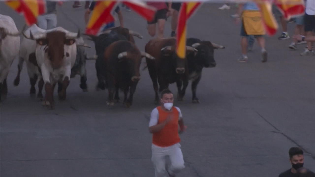 Erster Stierlauf in Spanien nach Corona-Pause Läufer treiben Bullen zur Arena