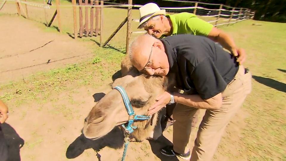 Demenz-Patienten wandern hier mit Lamas und Alpakas Therapie gegen Vergesslichkeit
