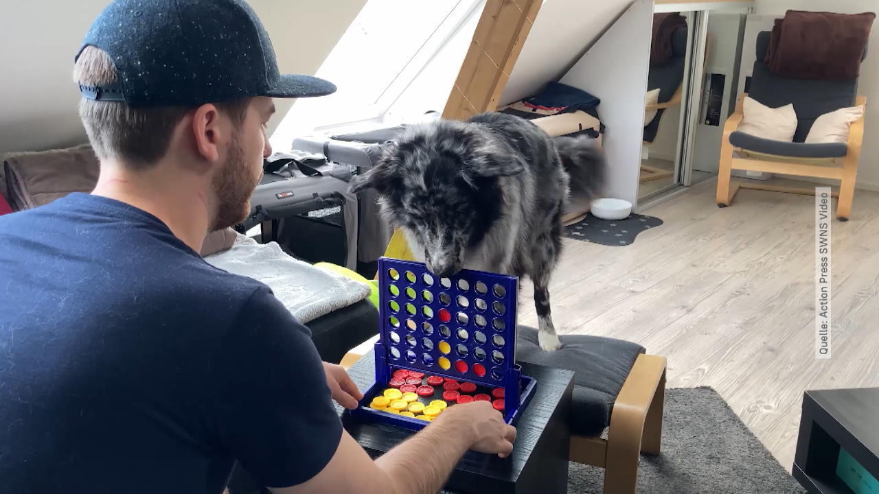 Hund spielt "Vier gewinnt" Morty kann einige Tricks