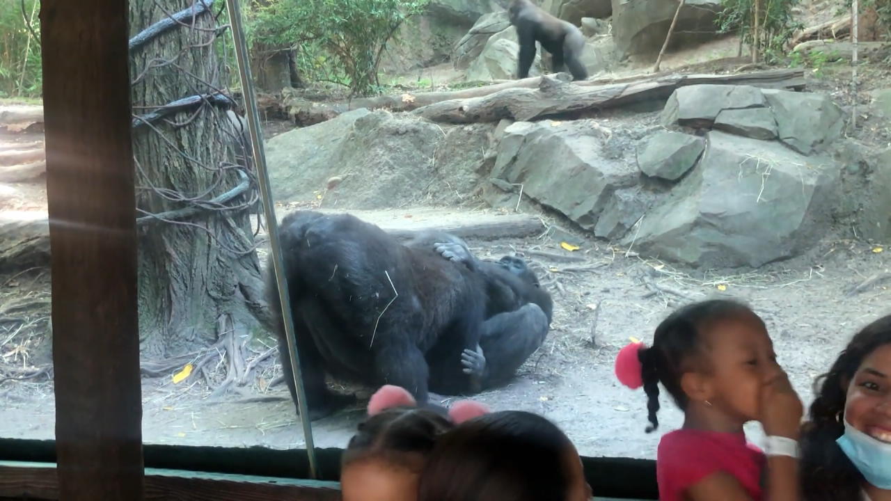 Auch die Gorillas machen sich einen schönen Tag im Zoo Überraschungsmoment