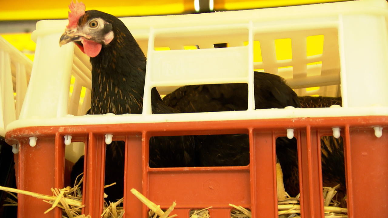 Hühner für Zuhause Tierischer Truck