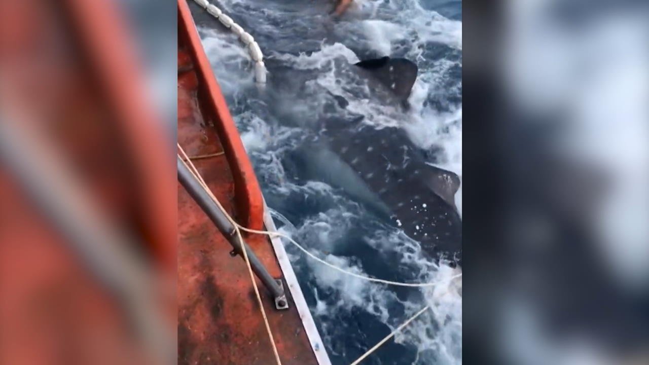 Plötzlich geht Fischer 12-Meter-Koloss ins Netz Hai-Alarm!