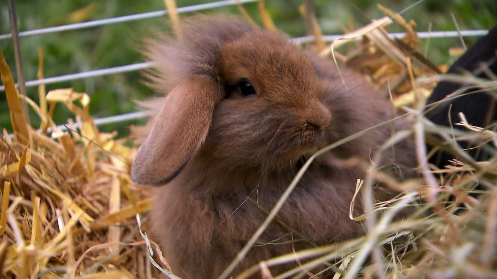 Kleiner Schützling sucht neues Zuhause Kaninchen wurde Ohr abgetrennt