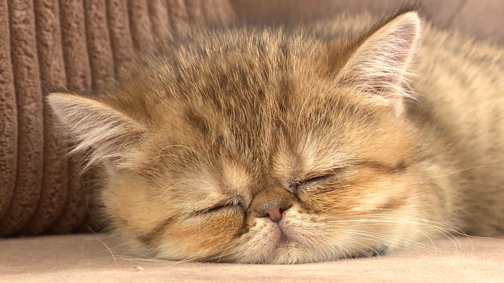 Warum Haustiere gut für unsere Gesundheit sind Tierisch gesund