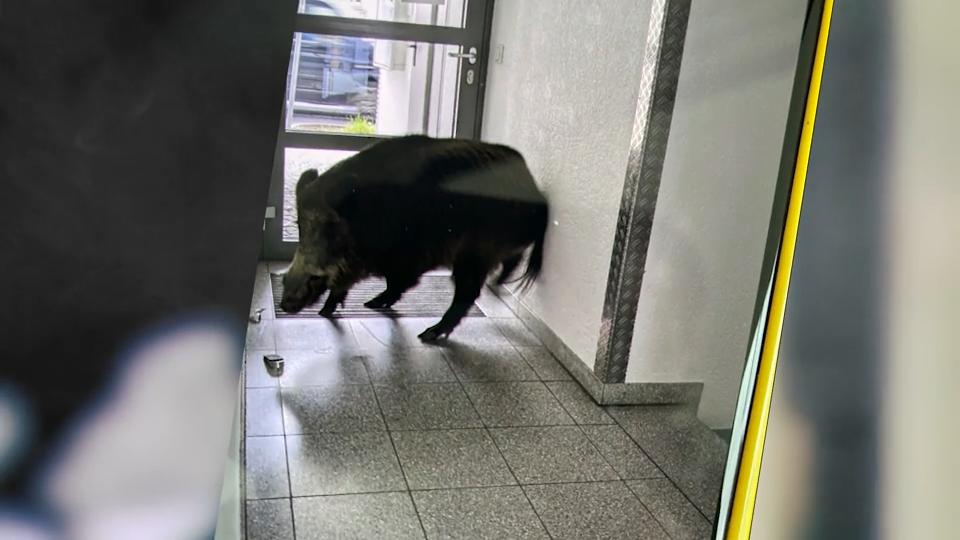 Wildschwein randaliert im Treppenhaus Polizeieinsatz in Darmstadt