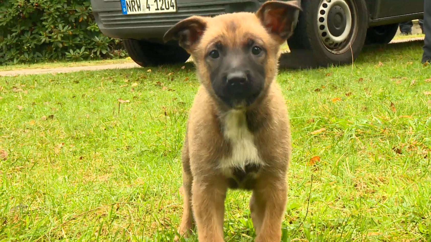 Tierischer Nachwuchs für Polizei Schutzhunde