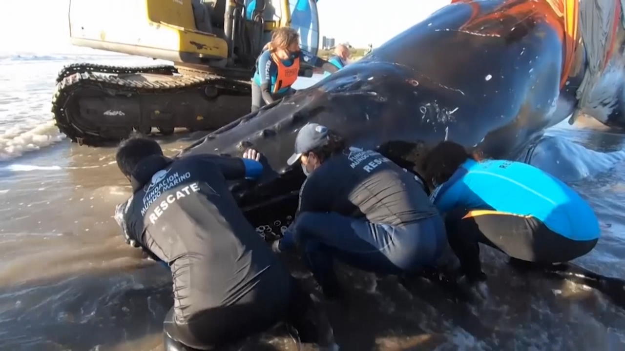 Wale mit Bagger gerettet Tierschützer in Argentinien