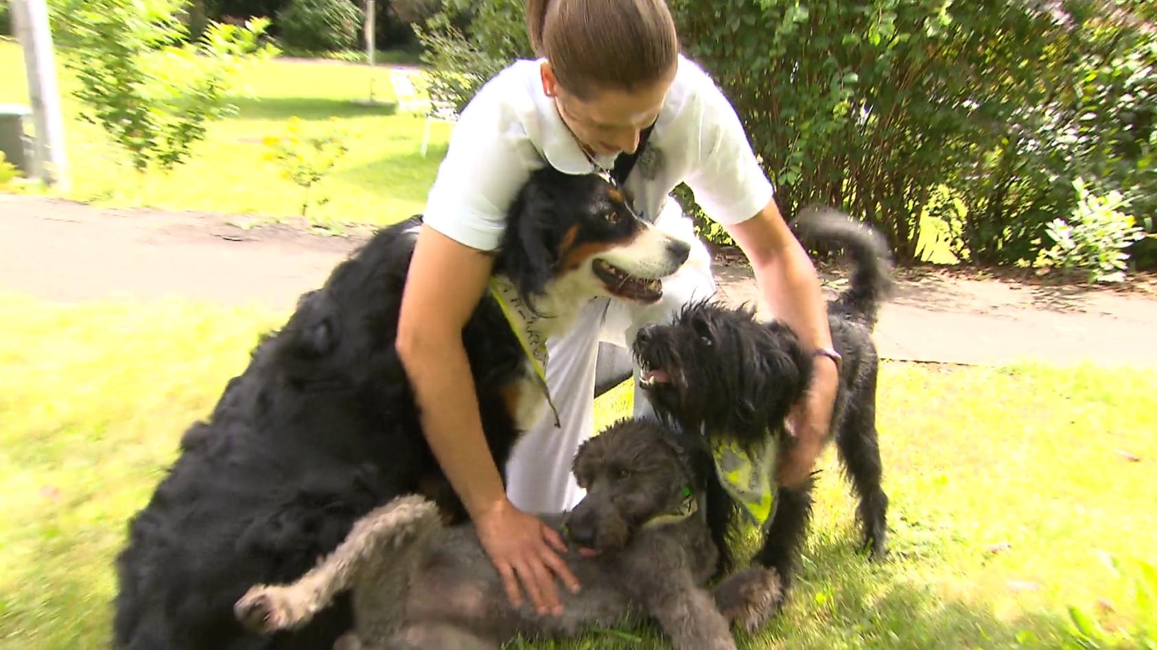 Diese Hunde helfen Menschen mit psychischen Problemen Therapie auf vier Pfoten